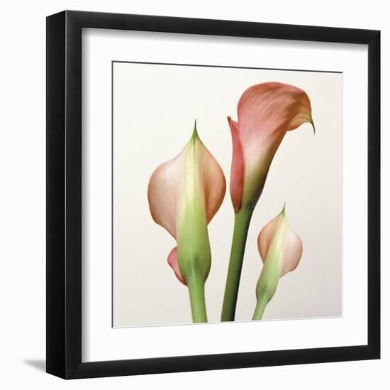 Quattro Gigli II-Bill Philip-Framed Giclee Print