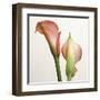 Quattro Gigli III-Bill Philip-Framed Giclee Print