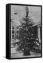 Queen Alexandra's Christmas Tree at Sandringham-null-Framed Stretched Canvas