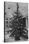 Queen Alexandra's Christmas Tree at Sandringham-null-Stretched Canvas