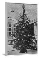 Queen Alexandra's Christmas Tree at Sandringham-null-Framed Photographic Print