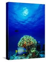 Queen Angelfish and Blue Chromis with Black Durgon in the Sea-null-Stretched Canvas