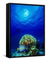 Queen Angelfish and Blue Chromis with Black Durgon in the Sea-null-Framed Stretched Canvas