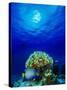 Queen Angelfish and Blue Chromis with Black Durgon in the Sea-null-Stretched Canvas
