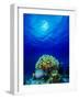 Queen Angelfish and Blue Chromis with Black Durgon in the Sea-null-Framed Photographic Print