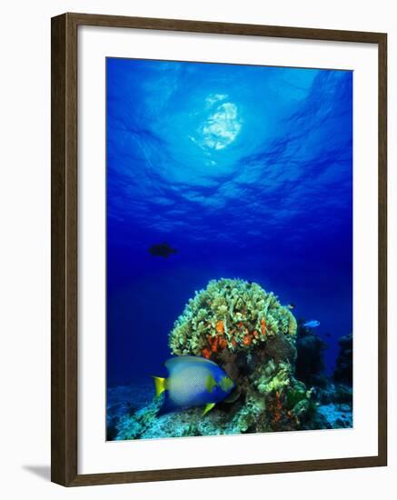 Queen Angelfish and Blue Chromis with Black Durgon in the Sea-null-Framed Photographic Print