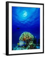 Queen Angelfish and Blue Chromis with Black Durgon in the Sea-null-Framed Photographic Print