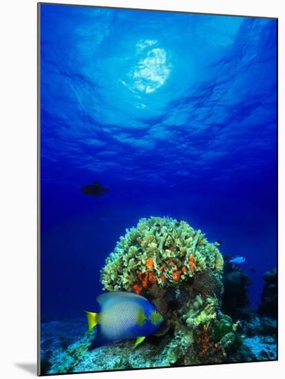 Queen Angelfish and Blue Chromis with Black Durgon in the Sea-null-Mounted Photographic Print