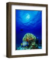 Queen Angelfish and Blue Chromis with Black Durgon in the Sea-null-Framed Photographic Print