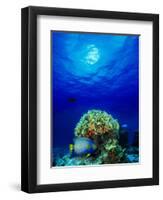 Queen Angelfish and Blue Chromis with Black Durgon in the Sea-null-Framed Photographic Print