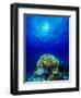 Queen Angelfish and Blue Chromis with Black Durgon in the Sea-null-Framed Photographic Print