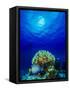 Queen Angelfish and Blue Chromis with Black Durgon in the Sea-null-Framed Stretched Canvas