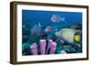 Queen Angelfish And Blue Tangs-Georgette Douwma-Framed Photographic Print