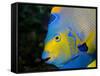 Queen Angelfish (Holacanthus Ciliaris)-Stephen Frink-Framed Stretched Canvas