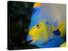 Queen Angelfish (Holacanthus Ciliaris)-Stephen Frink-Stretched Canvas