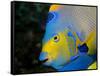 Queen Angelfish (Holacanthus Ciliaris)-Stephen Frink-Framed Stretched Canvas