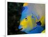 Queen Angelfish (Holacanthus Ciliaris)-Stephen Frink-Framed Premium Photographic Print