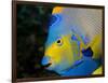 Queen Angelfish (Holacanthus Ciliaris)-Stephen Frink-Framed Premium Photographic Print