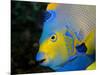 Queen Angelfish (Holacanthus Ciliaris)-Stephen Frink-Mounted Premium Photographic Print