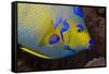 Queen Angelfish (Holacanthus Ciliaris)-Stephen Frink-Framed Stretched Canvas