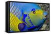 Queen Angelfish (Holacanthus Ciliaris)-Stephen Frink-Framed Stretched Canvas