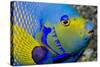 Queen Angelfish (Holacanthus Ciliaris)-Stephen Frink-Stretched Canvas