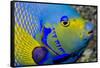 Queen Angelfish (Holacanthus Ciliaris)-Stephen Frink-Framed Stretched Canvas
