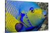 Queen Angelfish (Holacanthus Ciliaris)-Stephen Frink-Stretched Canvas