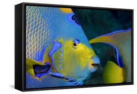 Queen Angelfish (Holacanthus Ciliaris)-Stephen Frink-Framed Stretched Canvas