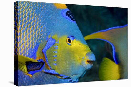 Queen Angelfish (Holacanthus Ciliaris)-Stephen Frink-Stretched Canvas