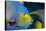 Queen Angelfish (Holacanthus Ciliaris)-Stephen Frink-Stretched Canvas