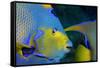 Queen Angelfish (Holacanthus Ciliaris)-Stephen Frink-Framed Stretched Canvas