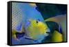 Queen Angelfish (Holacanthus Ciliaris)-Stephen Frink-Framed Stretched Canvas