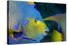 Queen Angelfish (Holacanthus Ciliaris)-Stephen Frink-Stretched Canvas