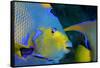 Queen Angelfish (Holacanthus Ciliaris)-Stephen Frink-Framed Stretched Canvas