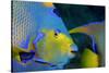 Queen Angelfish (Holacanthus Ciliaris)-Stephen Frink-Stretched Canvas