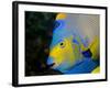 Queen Angelfish (Holacanthus Ciliaris)-Stephen Frink-Framed Photographic Print