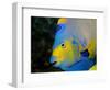 Queen Angelfish (Holacanthus Ciliaris)-Stephen Frink-Framed Photographic Print