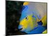 Queen Angelfish (Holacanthus Ciliaris)-Stephen Frink-Mounted Photographic Print