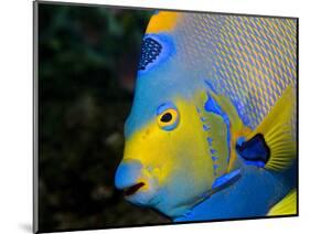 Queen Angelfish (Holacanthus Ciliaris)-Stephen Frink-Mounted Photographic Print