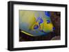 Queen Angelfish (Holacanthus Ciliaris)-Stephen Frink-Framed Photographic Print