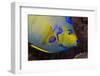 Queen Angelfish (Holacanthus Ciliaris)-Stephen Frink-Framed Photographic Print