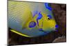 Queen Angelfish (Holacanthus Ciliaris)-Stephen Frink-Mounted Photographic Print