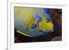 Queen Angelfish (Holacanthus Ciliaris)-Stephen Frink-Framed Photographic Print