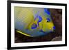 Queen Angelfish (Holacanthus Ciliaris)-Stephen Frink-Framed Photographic Print