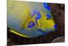 Queen Angelfish (Holacanthus Ciliaris)-Stephen Frink-Mounted Photographic Print