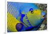 Queen Angelfish (Holacanthus Ciliaris)-Stephen Frink-Framed Photographic Print