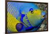 Queen Angelfish (Holacanthus Ciliaris)-Stephen Frink-Framed Photographic Print