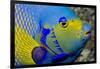 Queen Angelfish (Holacanthus Ciliaris)-Stephen Frink-Framed Photographic Print