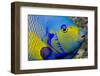 Queen Angelfish (Holacanthus Ciliaris)-Stephen Frink-Framed Photographic Print